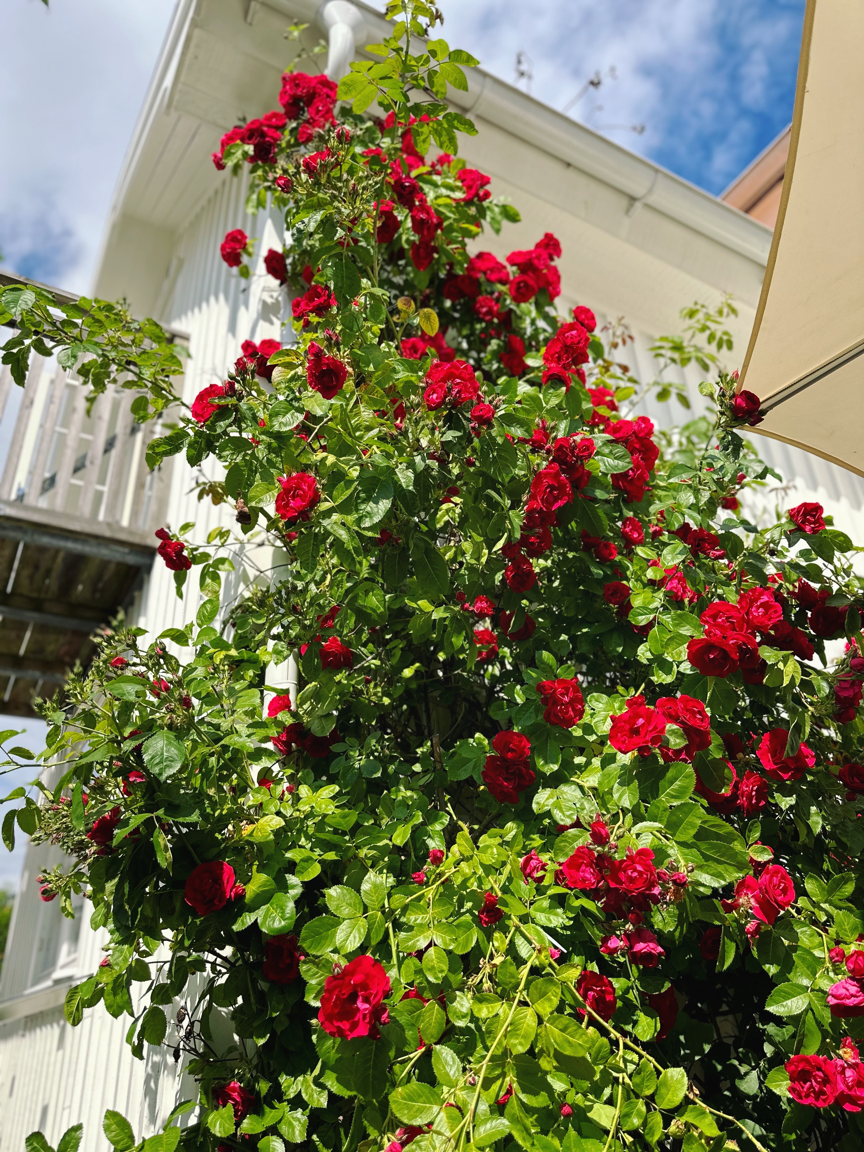 97EAD509-3C62-4F91-8AF5-F8256FCF20FE