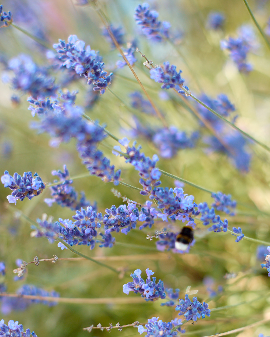 3D1ED802-0079-4F36-B945-CAB068AA43B3