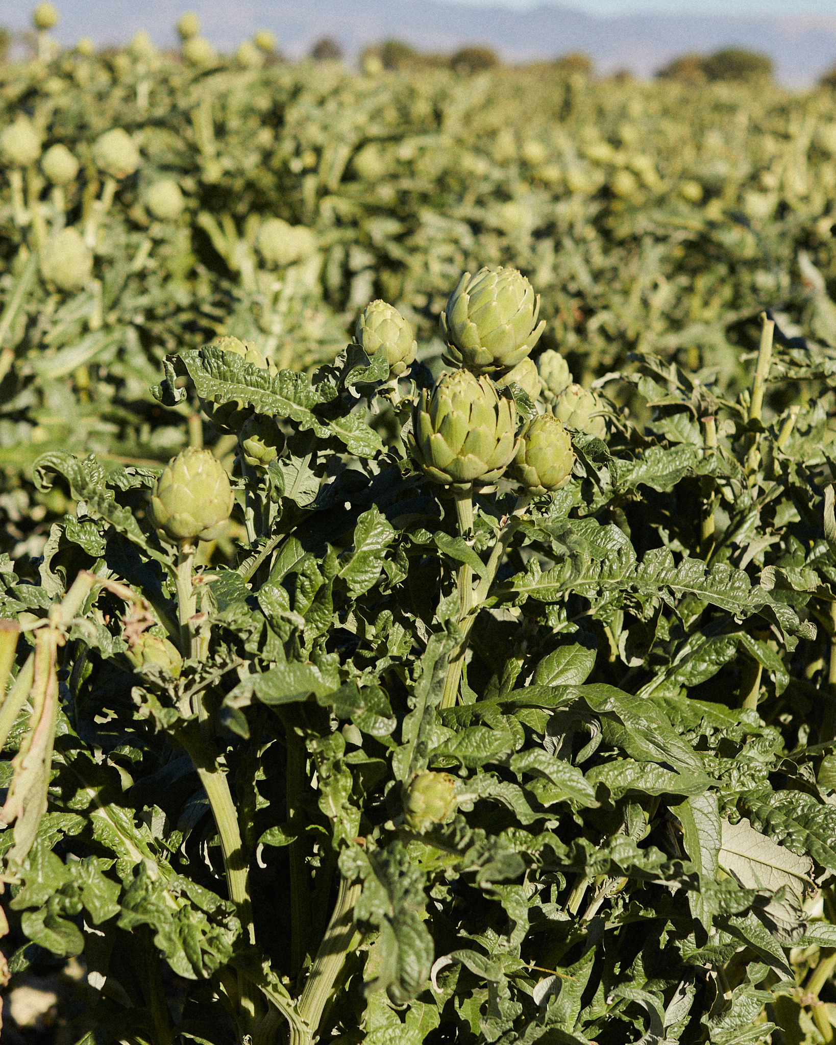 56B2AD72-0A1E-49E9-A9C6-9DCEF768EBAA