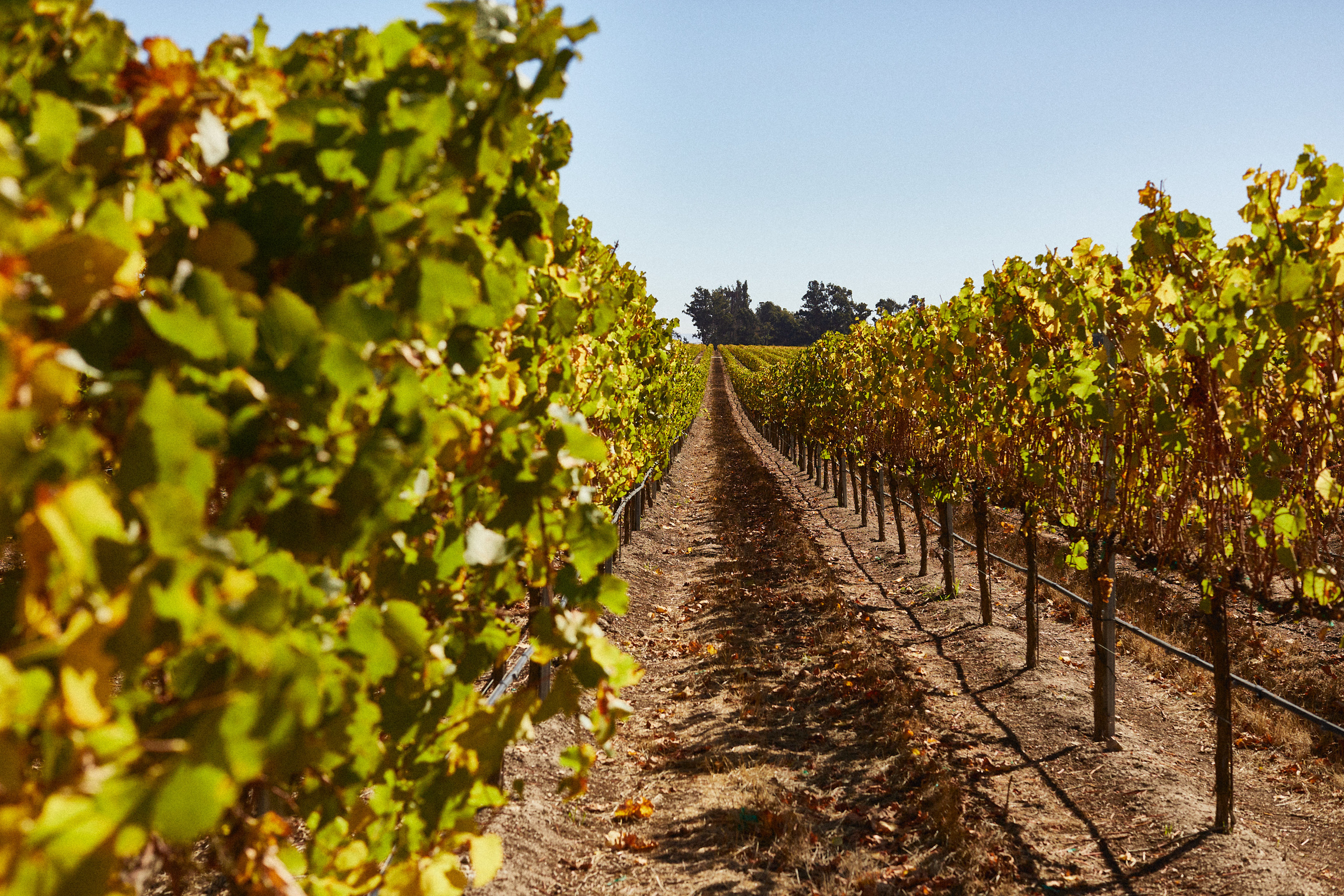 8F70386B-BA0A-4039-886A-95C56B6F9BC9