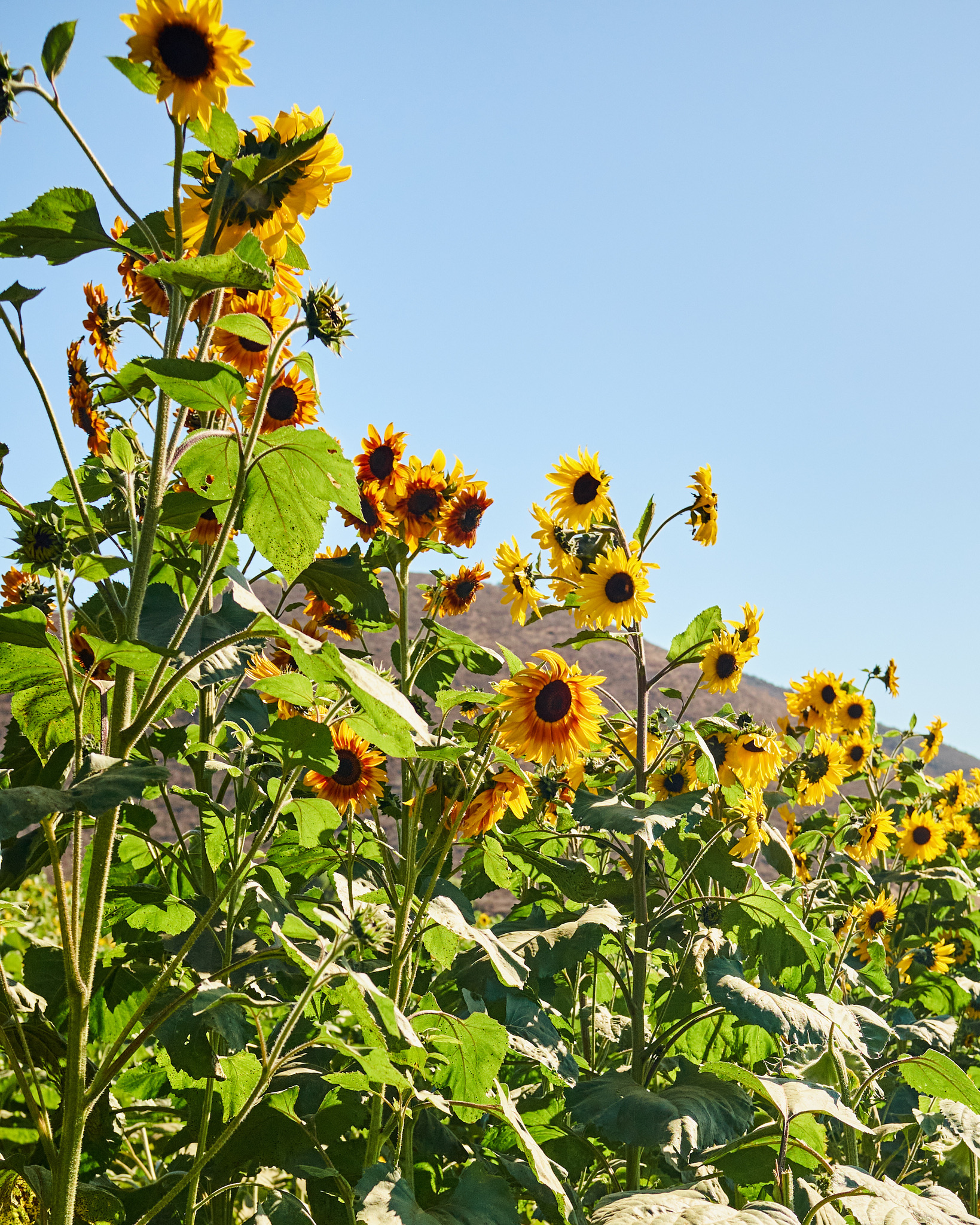 B1B06276-EFAF-459D-A82E-ACF27BE1E442