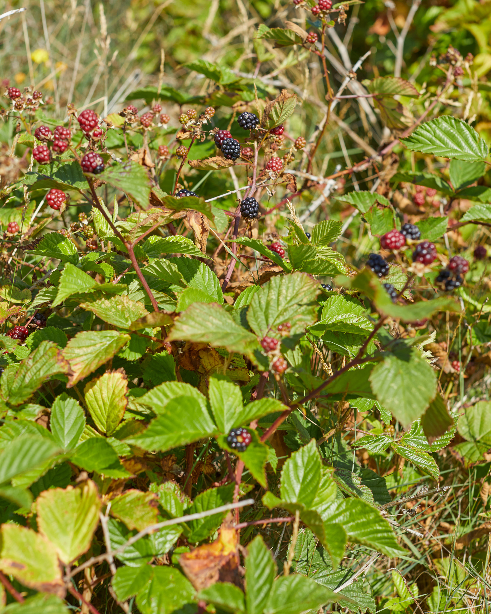 2C5CA583-5F94-4118-ABFF-9D6804797901