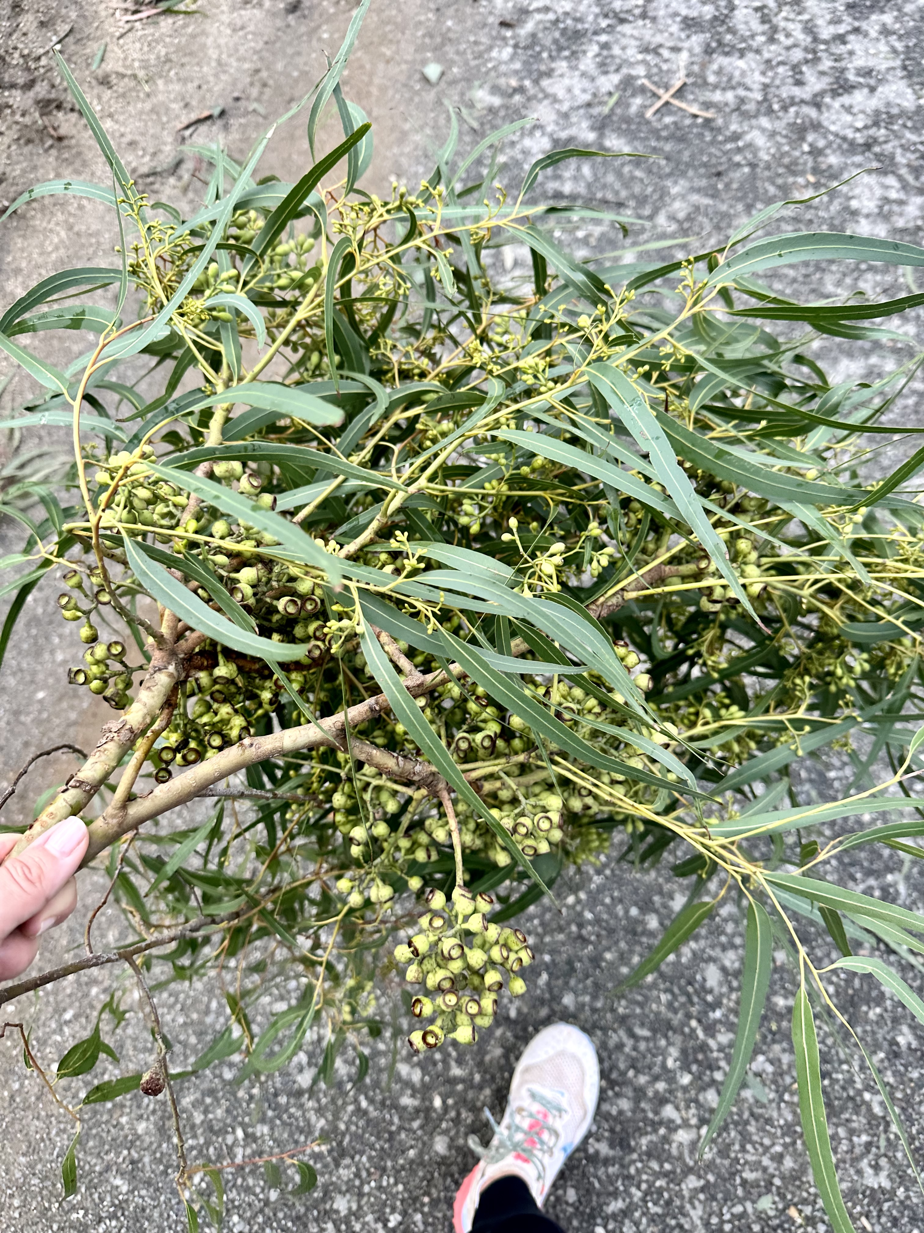 5108B7B5-5109-41F0-BF13-964CF3FDA35B