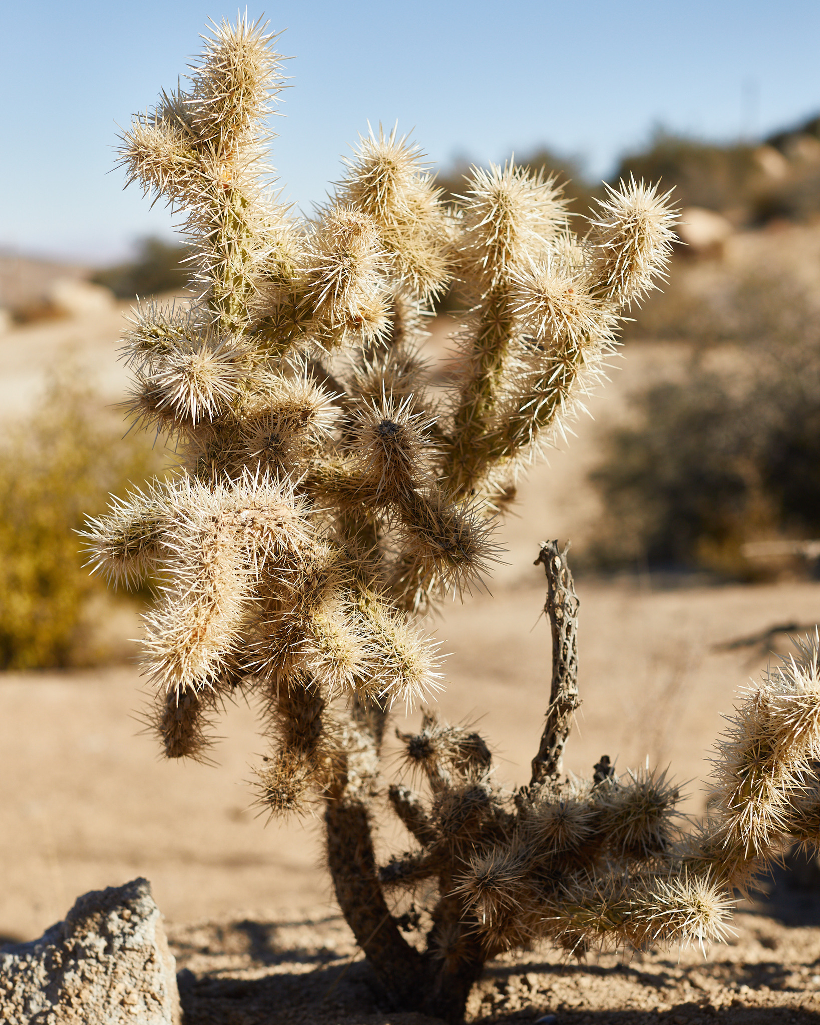 11C06EA3-7332-4D1E-842C-DA700AEC66CC