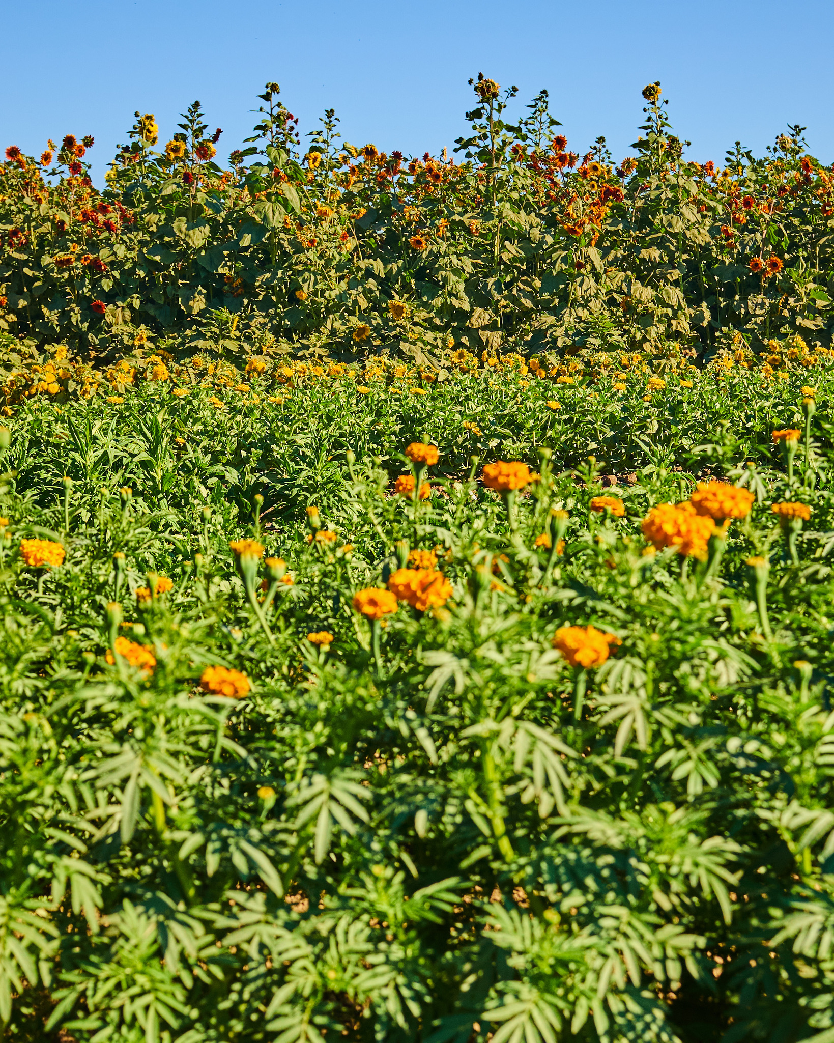 742A26B8-D5E2-4815-82E3-C3D76C9CD6BB