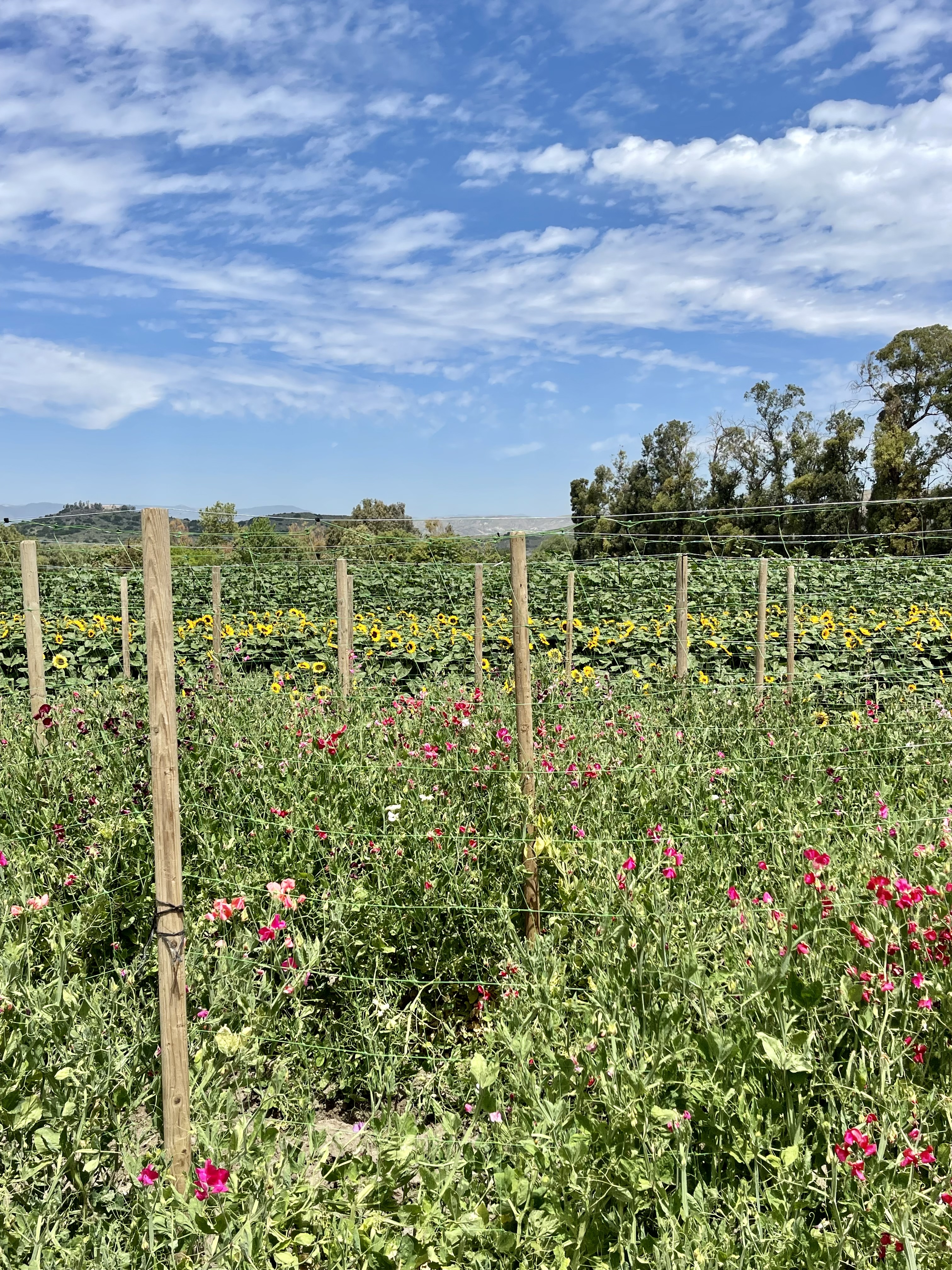 2AE439E0-78BF-4B07-B076-C802FA0CDAEC