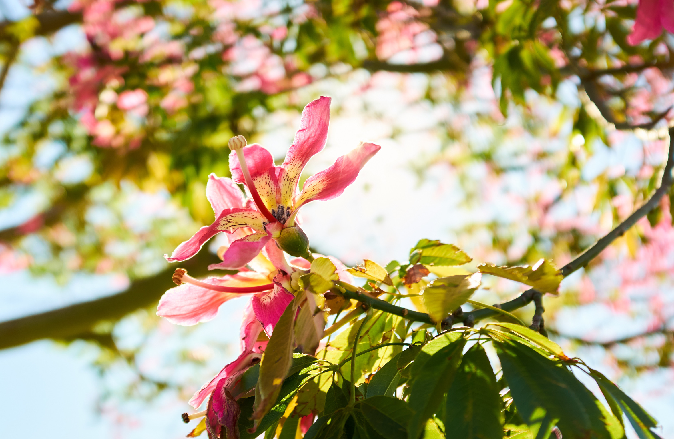 856FA94C-28D1-4509-8512-1EAA9B69D203